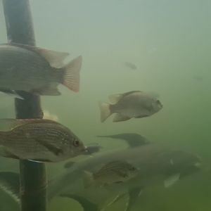 Tanganyikan tilapias and Paroon shark in Pankong river