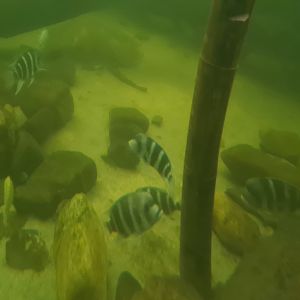 Frontosa cichlids in Pankong river