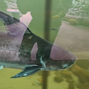 Paroon shark in Pankong river