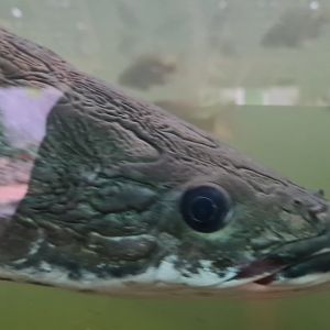 Arapaima close-up in Pankong river
