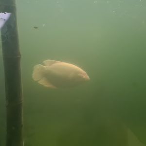 Albino giant gourami in Pankong river