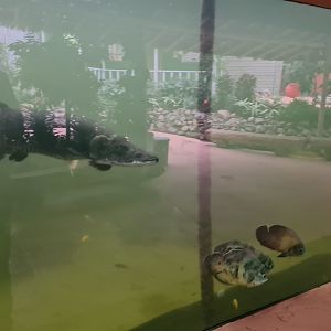 Arapaima and Tiger oscar in Pankong river