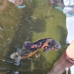 Tiger oscars in Pankong river