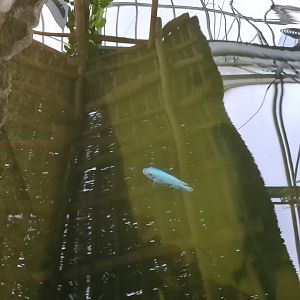 Cobalt blue mbuna in Pankong river