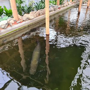 Arapaima in Pankong river