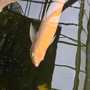Silver arowana and Albino Spotted sailfin pleco in Pankong river