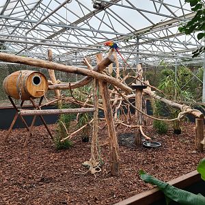 Scarlet macaw on a stick