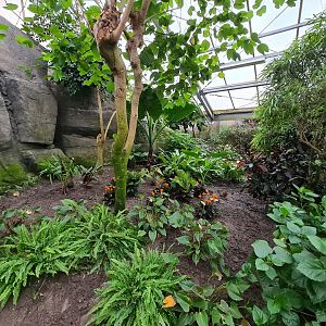 Foliage in Butterfly valley
