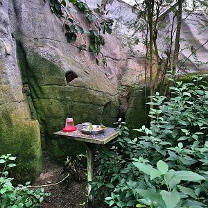 Feeding platform with Gouldian finches in Butterfly valley