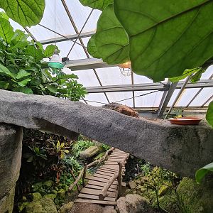 Rock arch and Iguana in Butterfly valley