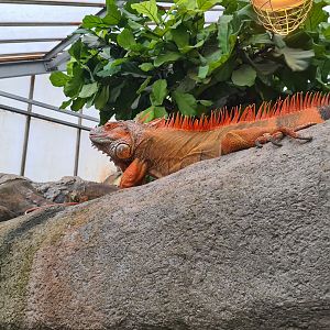 Red morph Green iguana in Butterfly valley