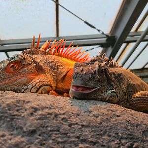 Green iguanas in Butterfly valley