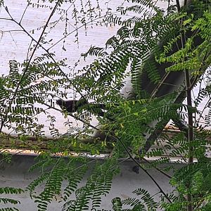 Red-collared widowbird in Butterfly valley