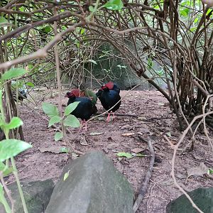 Crested wood partridge in Butterfly valley