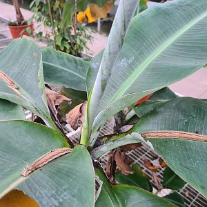 Caterpillars in rearing room