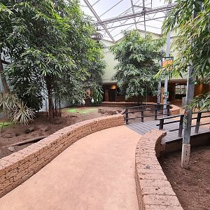 Meerkat and Spurred tortoise room