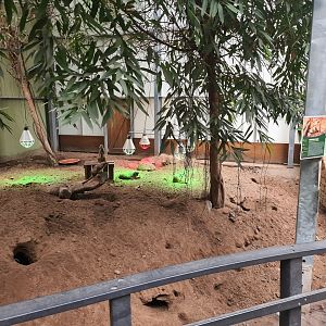 Right half of Meerkat/Spurred tortoise enclosure