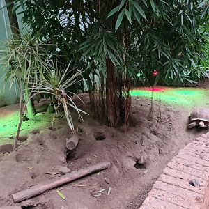 Left half of Meerkat/Spurred tortoise enclosure