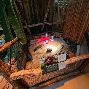 Red-footed tortoise enclosure in Jungle theatre