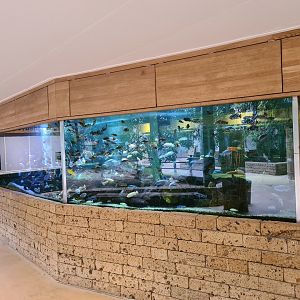 Malawi cichlid aquarium