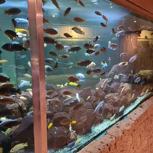 Malawi cichlids