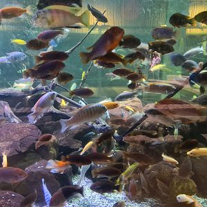 Malawi cichlids