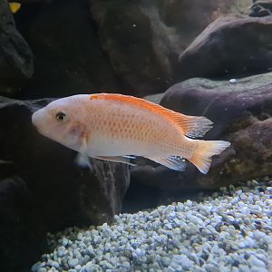 Malawi cichlid (ID?)