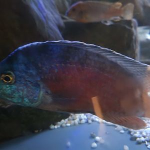 Cool cichlid (ID?)