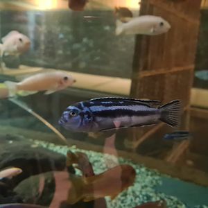 Malawi cichlid (ID?)