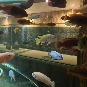 Malawi cichlids