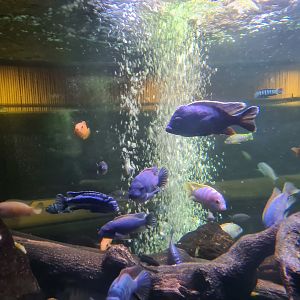 Malawi cichlids