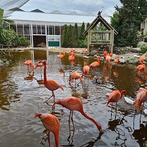 American flamingos in Lemur kingdom