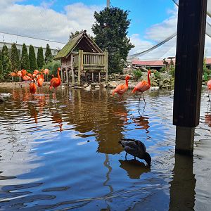 Island and American flamingos in Lemur kingdom