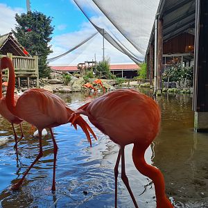American flamingos in Lemur kingdom