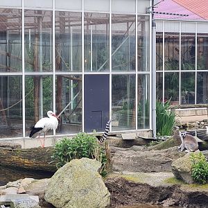 White stork and Ring-tailed lemurs in Lemur kingdom