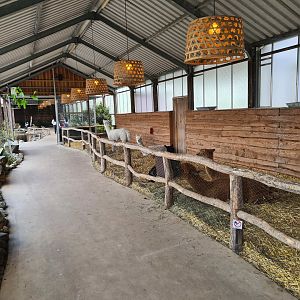 Alpaca and Donkey barn in Lemur kingdom