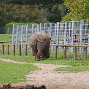 Southern White Rhino- 1/10/2023