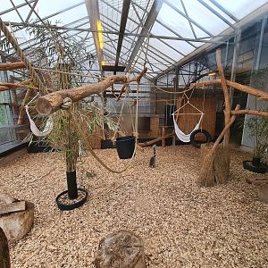 Ring-tailed lemur indoor enclosure in Lemur kingdom