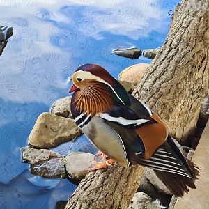 Mandarin duck in Lemur kingdom