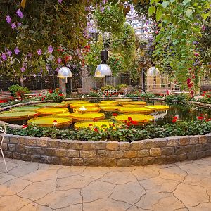 Amazonian giant waterlily in hanging gardens restaurant