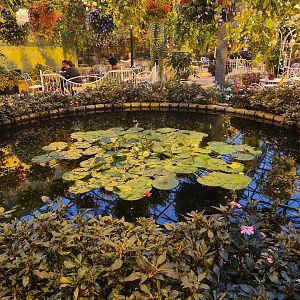 Waterlily pond in hanging gardens restaurant