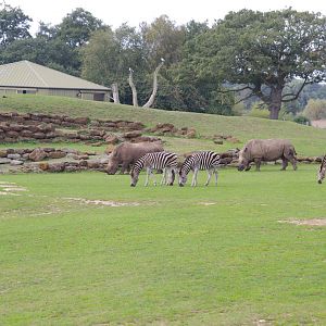 Plains of Africa- 1/10/2023