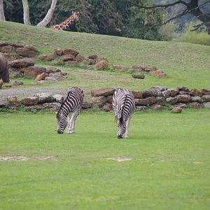 Plains of Africa- 1/10/2023