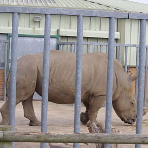 Southern White Rhino bull- 1/10/2023