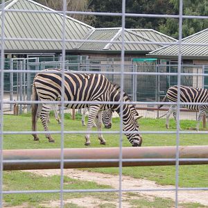 Chapman's Zebra- 1/10/2023