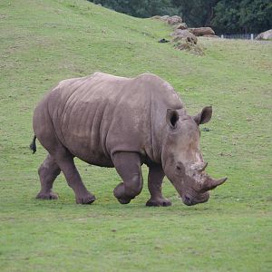 Southern White Rhino calf- 1/10/2023