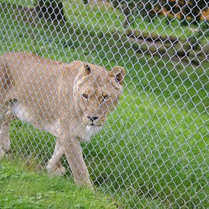 African Lion- 1/10/2023