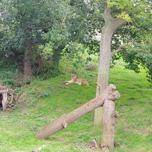 Kingdom of the Lion- 1/10/2023