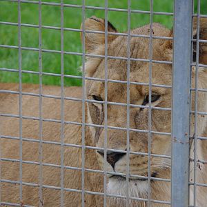 African Lion- 1/10/2023