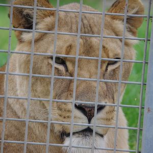 African Lion- 1/10/2023